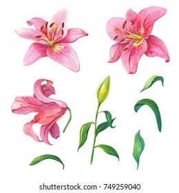 56,547 Lily Flower Watercolor Images, Stock Photos & Vectors | Shutterstock