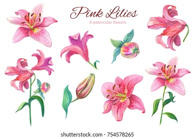 Pink lilies.Floral set.Watercolor  flowers on a white background.Illustration.Design element for scrapbooking, Invitations,greeting card,books and journals, decoupage,weddings, birthdays. - Powered by Shutterstock