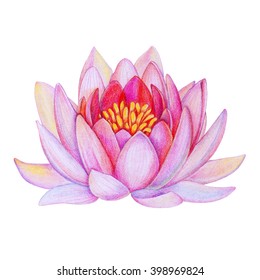 7,862 Lotus Pink Colour Drawing Images, Stock Photos & Vectors ...