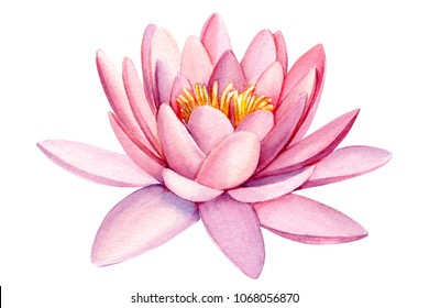 pink lotus flower  watercolor illustration  hand drawing  flora wedding
