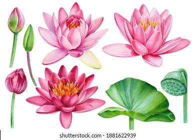 Pink lotus flowers on white background, watercolor drawing, floral clipart