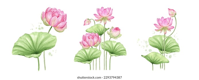 Pink lotus flowers. Watercolor illustration. Set of compositions with lotus. Chinese water lily. Design for the design of invitations, movie posters, fabrics and other items. - Powered by Shutterstock