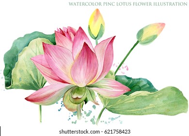 pink lotus  watercolor botanical illustration 
