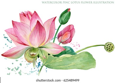 pink lotus  watercolor botanical illustration 
