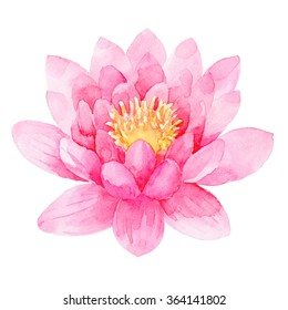 Pink Lotus Watercolor Illustration