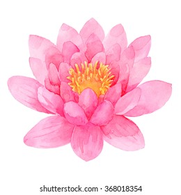 Pink Lotus Watercolor Illustration