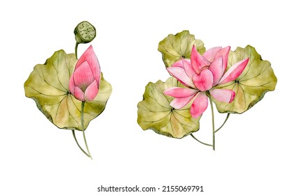 Pink Lotuses Watercolor Hand Drawn Flower Illustrations. Watercolour Water Lily Flowers Leaf And Bud Isolated On White Background. Floral Compositions 