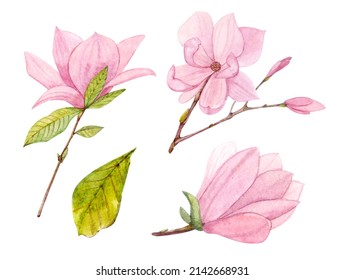 Pink Magnolia Floral Clip Art Drawn Stock Illustration 2142668931 ...