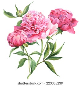 Pink peonies, botanical watercolor illustration