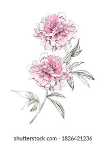 Hand Drawn Chinese Peony Flower Vector Stock Vector (Royalty Free ...