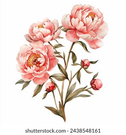 Pink Peonies Peony Flores