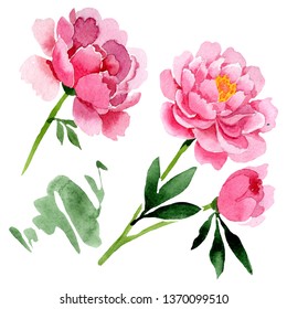 Pink peony floral botanical flowers. Wild spring leaf wildflower isolated. Watercolor background illustration set. Watercolour drawing fashion aquarelle. Isolated peonies illustration element.