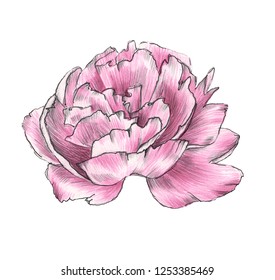 Flower Peony Watercolor Stock Illustration 757356193