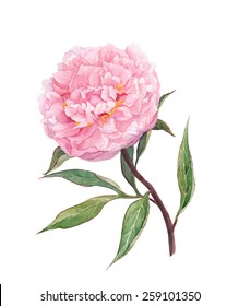 Pink peony flower. Water color