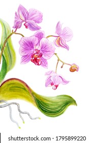 
Pink phalaenopsis with leaves and roots, watercolor illustration, print for art poster and other designs