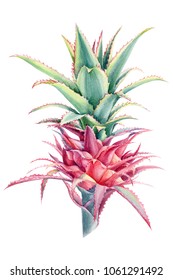 Pink Pineapple  Watercolor Illustration, Hand Drawing