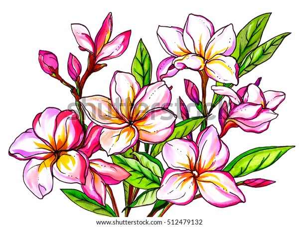 ピンクのプルメリア フランギパニ花 白い背景に手描きの水彩の熱帯のエキゾチックなブーケ プリント 招待 繊維デザイン用の植物性ウエディングイラスト 和風 ハワイ バリ のイラスト素材