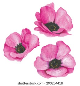 Pink Poppies