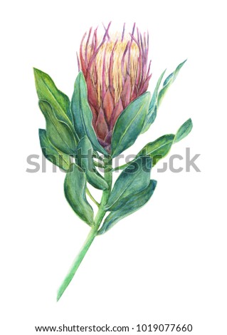 Pink Protea flower watercolor illustration isolated on white background.