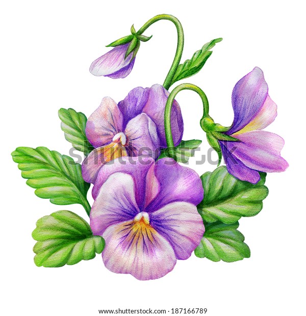 ピンク紫のパンジーヴィオラの花組成 分離型水彩イラスト のイラスト素材 187166789