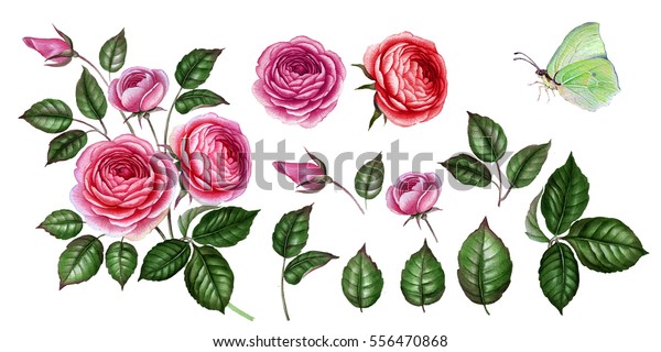 ピンクと赤のバラセット 水彩のバラ 植物イラスト 緑の手描きの蝶 水彩緑の葉 のイラスト素材