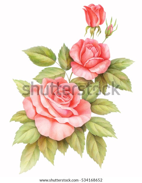 白い背景にピンクの赤いビンテージバラの花 色と鉛筆の水色イラスト のイラスト素材