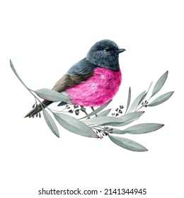 Pink robin bird on eucalyptus branch. Watercolor illustration. Hand drawn eucalyptus leaves with Australia pink robin small bird. Australian endemic avian. White background