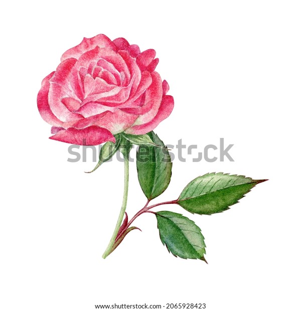 Pink Rose Botanical Illustration Watercolor Hand Stock Illustration ...