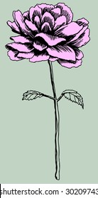 Pink Rose Drawing Stock Illustration 30209743 | Shutterstock