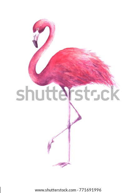 ピンクバラのフラミンゴ 白い背景に熱帯のエキゾチックな鳥のピンクの