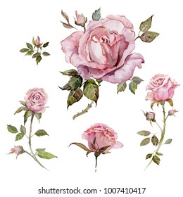 Pink Rose Flower On A Twig. Floral Set (flowers, Buds, Twigs With Thorns  And Leaves). Isolated On White Background.  Watercolor Painting. Hand Drawn. 