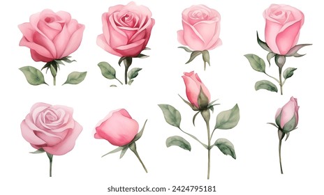 Pink Rose flower set of blooming plant hand drawn watercolor illustration on white background. Elements for romantic floral decoration, wedding bouquet or valentine greeting card