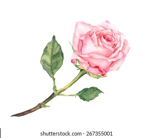 Pink Rose Flower. Watercolor