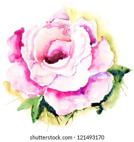 Pink Rose flower, watercolor illustration – Hình minh họa có sẵn