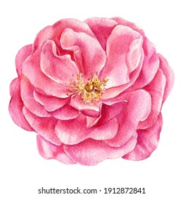 Pink rose, leaves and buds on a white background, watercolor botanical painting