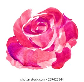 pink rose  watercolor hand-painted, isolated on white