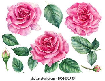 Pink Roses On White Background, Watercolor Botanical Illustration