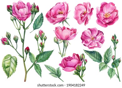 Pink Roses On White Isolated Background, Watercolor Botanical Illustration