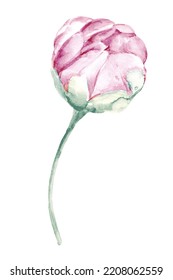 Watercolor Flowers Pink Roses Floral Bouquet Stock Illustration ...