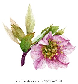 Pink Single Hellebore Flower In The Full Bloom With Green Leaves Watercolor Illustration. Beautiful Tender Spring And Winter Blooming Helleborus Flower. Isolated On White Background.