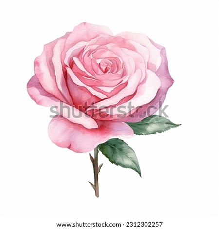 Pink Single Rose Flower isolated watercolor illustration painting botanical art transparent white background greeting card stationary wedding bridal home decor