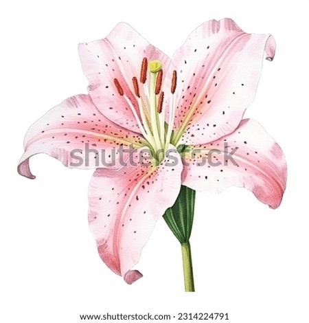 Pink Stargazer Lily Flower isolated watercolor illustration painting botanical art transparent white background greeting card stationary wedding bridal home decor
