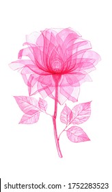 Pink transparent rose  x  ray the rose flower  delicate flower Bud  petals   pistils  hand  drawn watercolor spring flowers  Botanical drawing the flower structure isolated white background