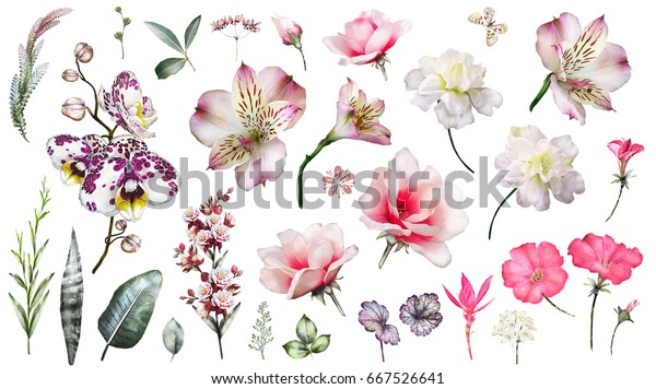 植物の成分を含むピンクの熱帯のコレクション 葉 花 白い背景に植物イラスト 水彩花柄 オーキッドとエキゾチックなセット ハイビスカス のイラスト素材
