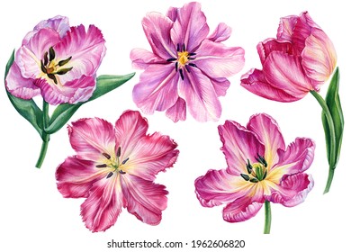 Pink tulips, beautiful flowers on an isolated white background. Watercolor botanical illustration, Floral design 