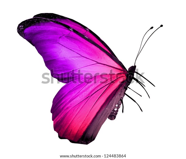 白い背景にピンクの紫色の蝶 のイラスト素材