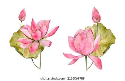 Pink Watercolor Hand Drawn Lotus Flower Illustrations. Watercolour Water Lily Flowers Leaf And Bud Isolated On White Background. Floral Compositions Perfect For Invitation