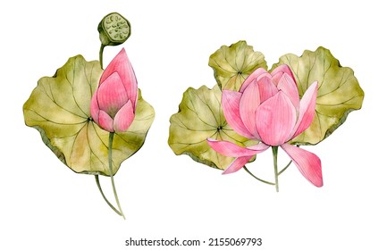 Pink Watercolor Hand Drawn Lotus Flower Illustrations. Watercolour Water Lily Flowers Leaf And Bud Isolated On White Background. Floral Compositions Clipart