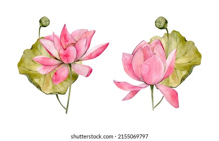 Pink Watercolor Hand Drawn Lotus Flower Illustrations. Watercolour Water Lily Flowers Leaf And Bud Isolated On White Background. Floral Compositions On White