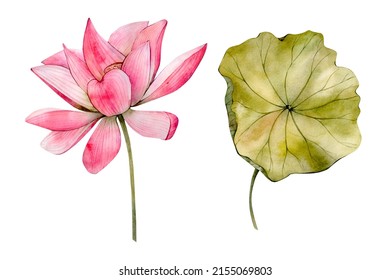 Pink Watercolor Hand Drawn Lotus Flower Illustrations. Watercolour Water Lily Flowers Leaf  Isolated On White Background. Floral Clipart